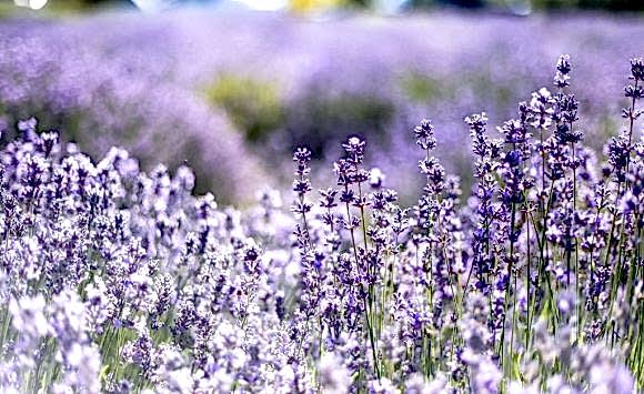 Aromaterapija u letnje vreme Aromaterapija u letnje vreme