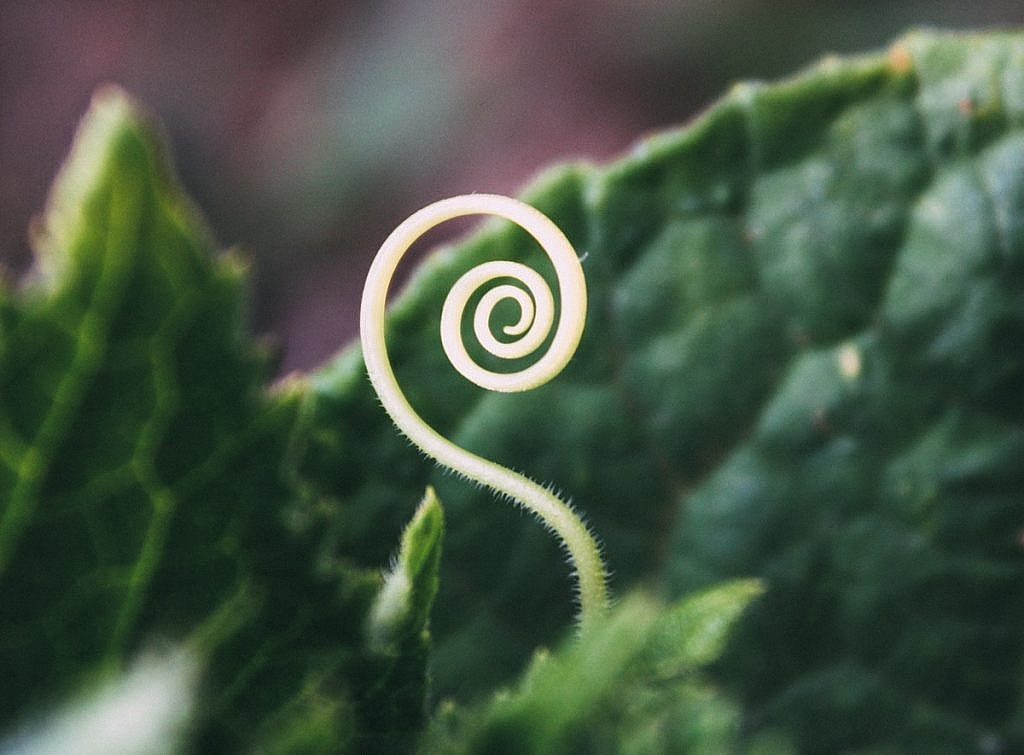 Heart Chakra meditacija