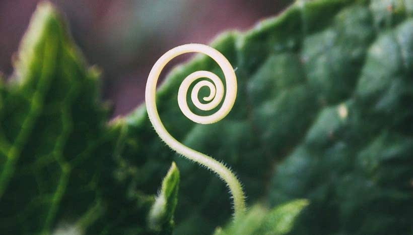 Heart Chakra meditacija