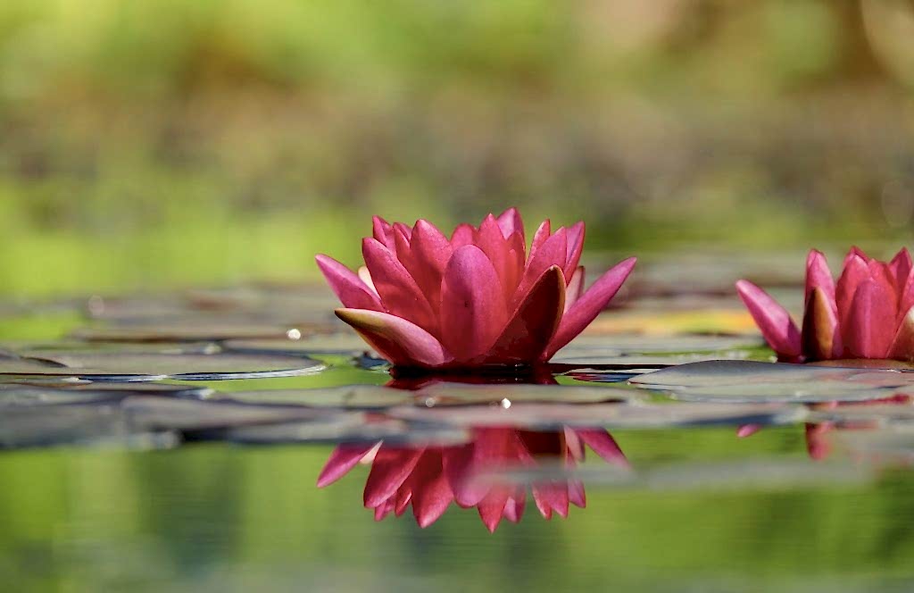 Osho Chakra Sounds meditacija