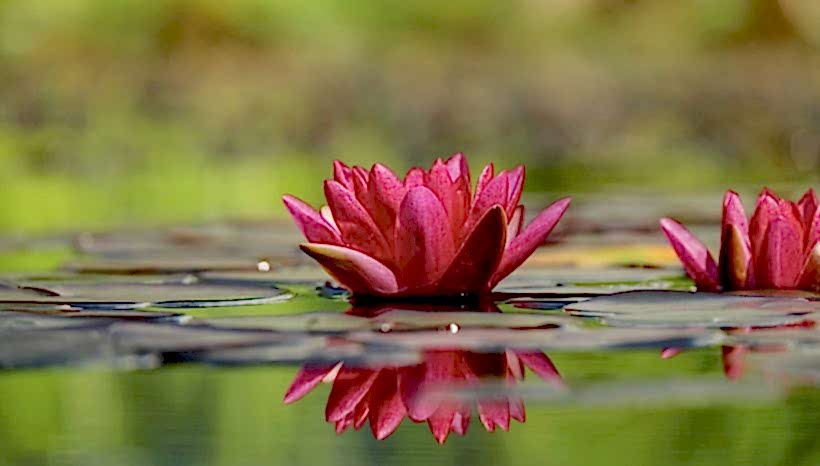 Osho Chakra Sounds meditacija