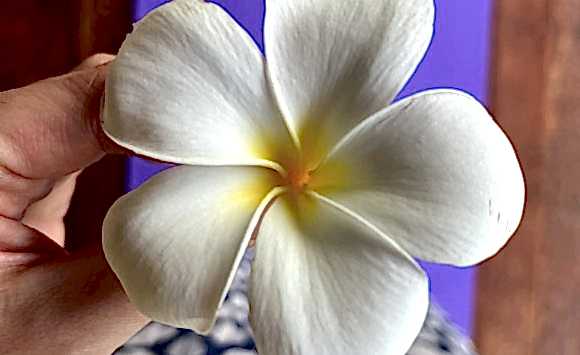 Bali Wellness & Yoga Retreat (april, 2023)